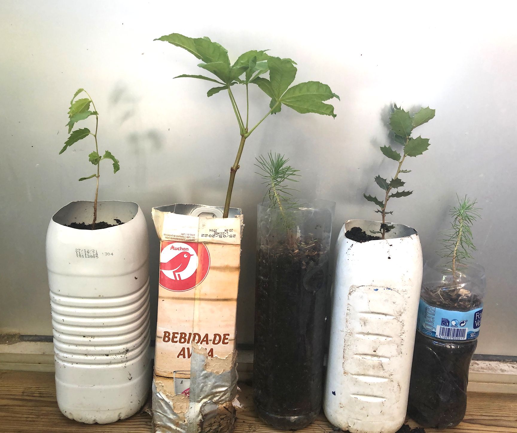 plantas-sembradas-en-botellas