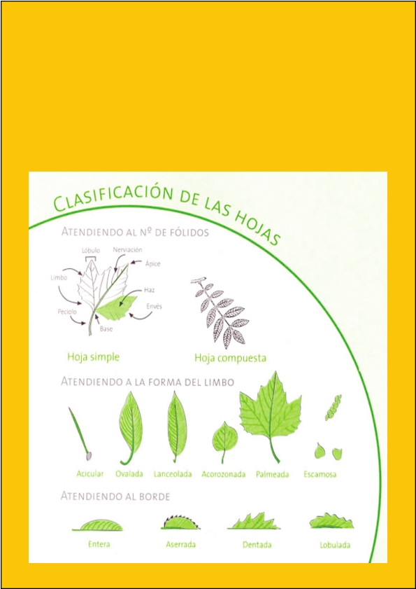 clasificación-hojas